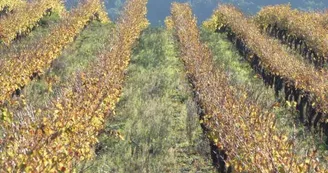 Domaine des Accoles Domaine des Accoles