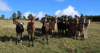 Ferme Sagne Rousseyre
