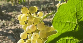 Domaine Aléofane Domaine Aléofane