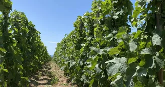 Domaine Aléofane Domaine Aléofane