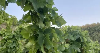 Domaine Aléofane Domaine Aléofane