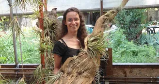 Liloo, plantes Epiphytes