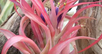 Liloo, plantes Epiphytes