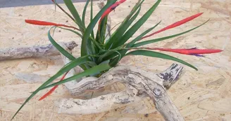 Liloo, plantes Epiphytes