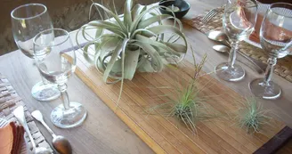 Liloo, plantes Epiphytes