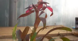 Liloo, plantes Epiphytes