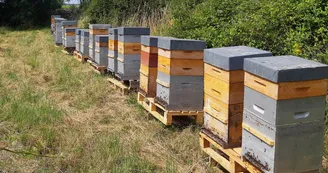 Apiculture - Miel du Tanargue - Grégory Michel Apiculture - Miel du Tanargue - Grégory Michel