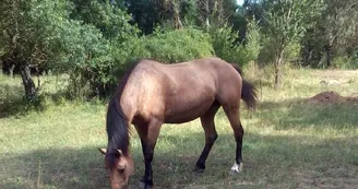 Promenade équestre à poney ou à cheval - Centre équestre Les Combes