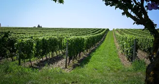 Domaine des Combat Domaine des Combat