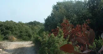 La forêt du Laoul
