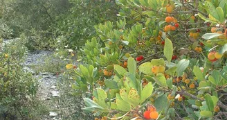 La forêt du Laoul
