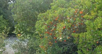 La forêt du Laoul