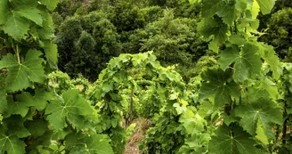 Le domaine des Bardes Le domaine des Bardes