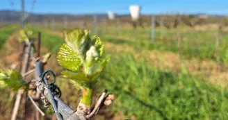 Domaine des Granges Domaine des Granges