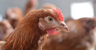 La ferme de Cagnard La ferme de Cagnard