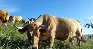 La Ferme des Griules