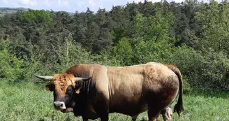 La Ferme des Griules