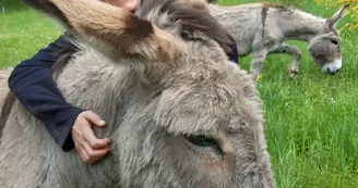 Randonnée avec ânes à la journée Randonnée avec ânes à la journée