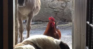 Balade et randonnée avec un âne - Le Mas des ânes