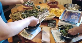 La Magie des Plantes La Magie des Plantes