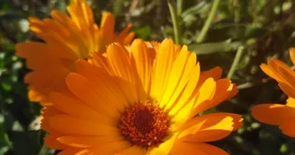 La Magie des Plantes La Magie des Plantes