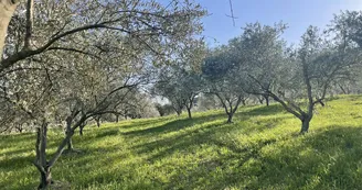 Domaine des Gorges - Huile d'Olive