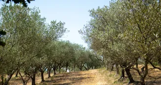 Domaine des Gorges - Huile d'Olive