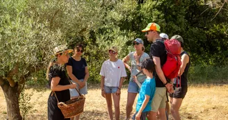 Domaine des Gorges - Huile d'Olive