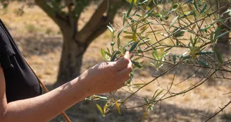 Domaine des Gorges - Huile d'Olive