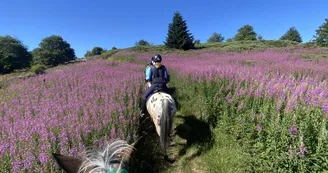Balades à poney ou à cheval avec Crinières aux vents