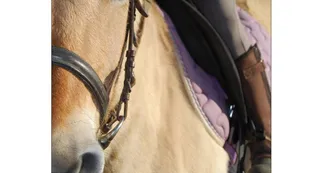 Balades à poney ou à cheval avec Crinières aux vents