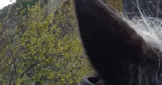 Balades à poney ou à cheval avec Crinières aux vents