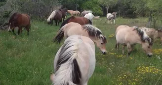Balades à poney ou à cheval avec Crinières aux vents