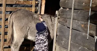 Visite de l'asinerie et/ou balade avec un âne baté