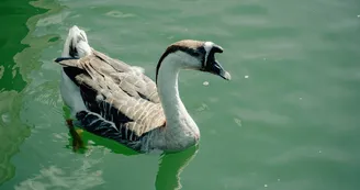 Bassins de nage au Lac Nord de Cruas