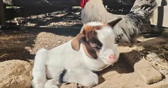 Ferme culturelle et pédagogique l'Attrape-Rêves - Animaux, Jeux, Émerveillement