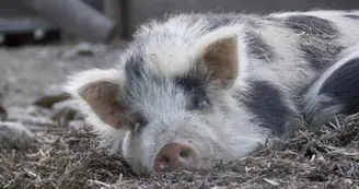 Ferme culturelle et pédagogique l'Attrape-Rêves - Animaux, Jeux, Émerveillement