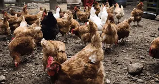 Ferme culturelle et pédagogique l'Attrape-Rêves - Animaux, Jeux, Émerveillement