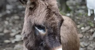Ferme culturelle et pédagogique l'Attrape-Rêves - Animaux, Jeux, Émerveillement