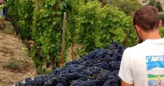 Domaine Jolivet Domaine Jolivet