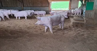 EARL Lou Cayon - La ferme des Carmes