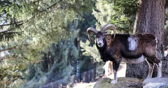 Parc animalier de Merlet Parc animalier de Merlet