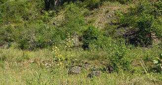Pelouses calcaires d'Apach et de Merschweiller