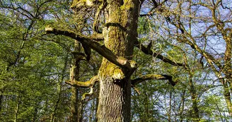 Arbre des sorcières Arbre des sorcières
