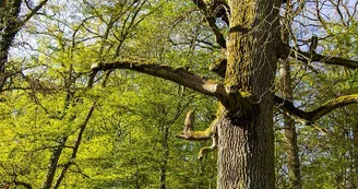 Arbre des sorcières Arbre des sorcières