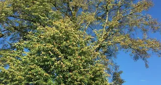 Tilleul à grandes feuilles