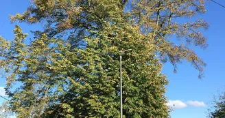 Tilleul à grandes feuilles