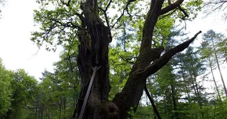 Chêne des Sorcières