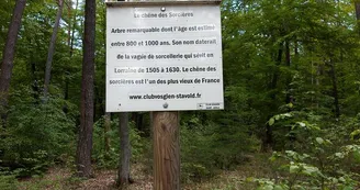 Chêne des Sorcières