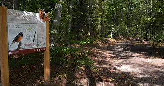 Tourbière de la tranchée de Docelles Tourbière de la tranchée de Docelles